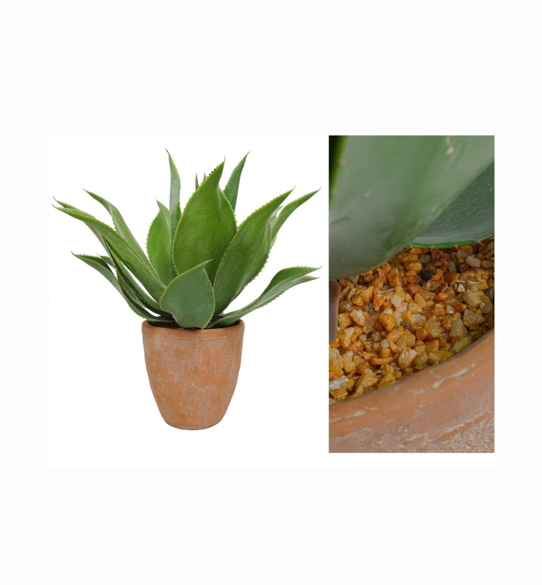 Agave con vaso in terracotta- 56Cm
