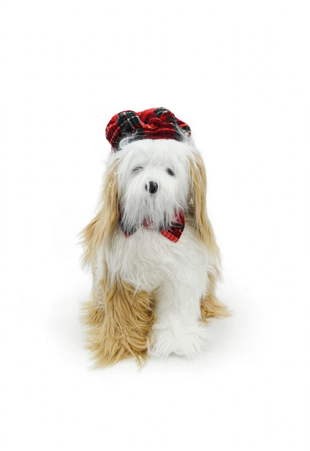 MALTESE-PELO LUNGO-CON CAPPELLO E PAPILLON-SCOZZESE-H50cm X 30cm