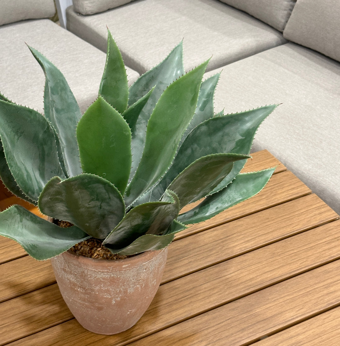 Agave con vaso in terracotta- 56Cm