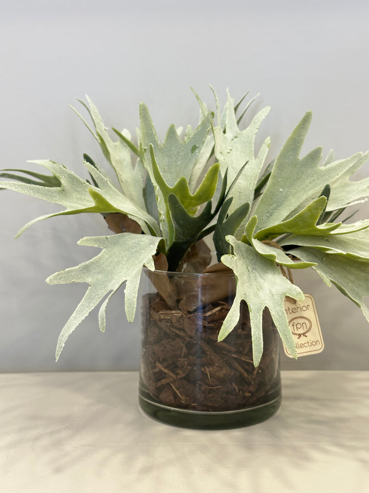Piantina-platiceria-composta in vaso-trasparente-real touch-H30cm x D20cm