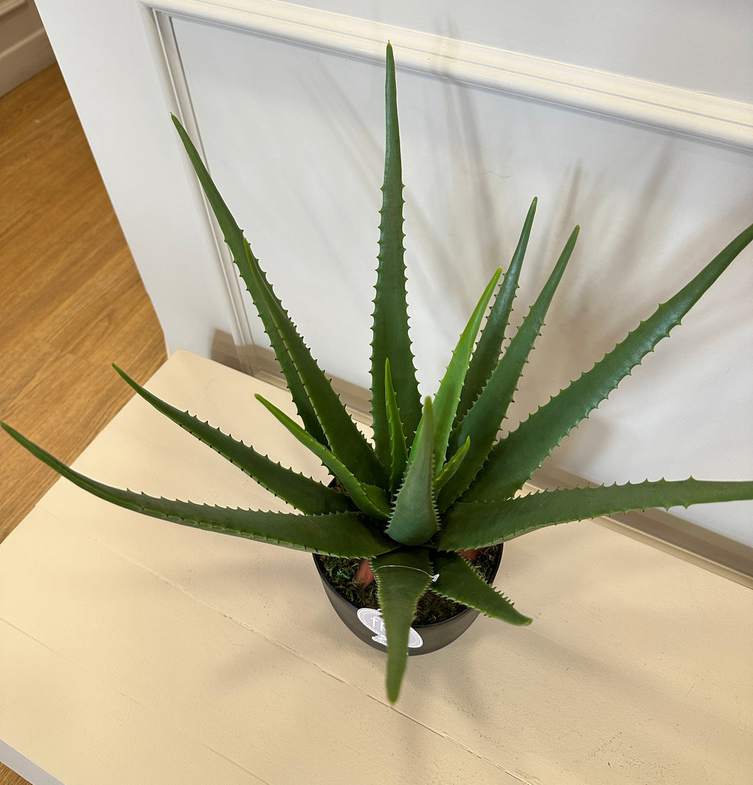 Agave- artificiale real touch- con vaso nero- H55 x D 45cm