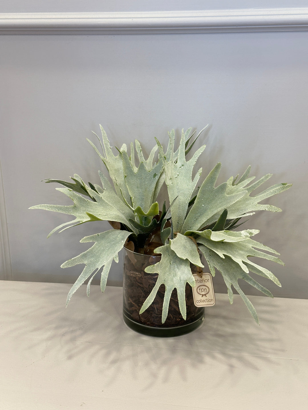 Piantina-platiceria-composta in vaso-trasparente-real touch-H30cm x D20cm