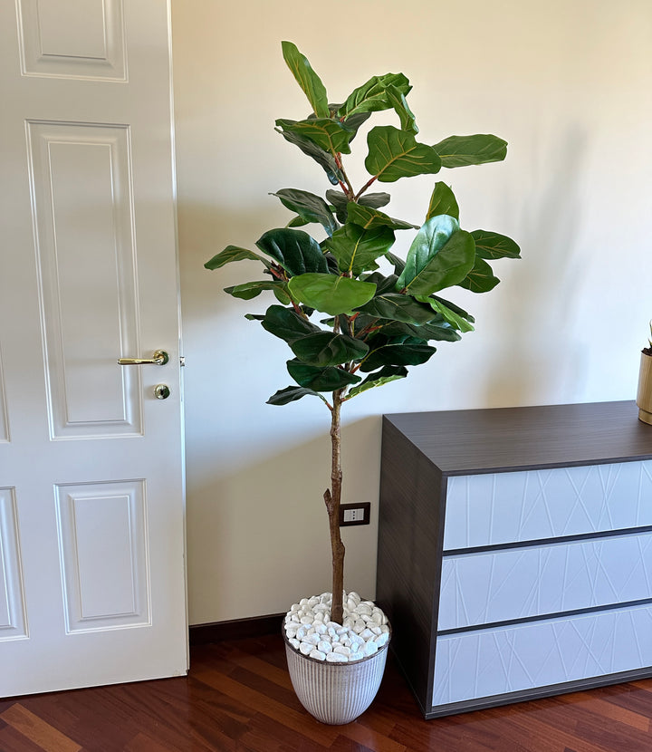 PIANTA-ARTIFICIALE-FICUS-LYRATA-H1.80 CON FOGLIA SUCCULENTA.