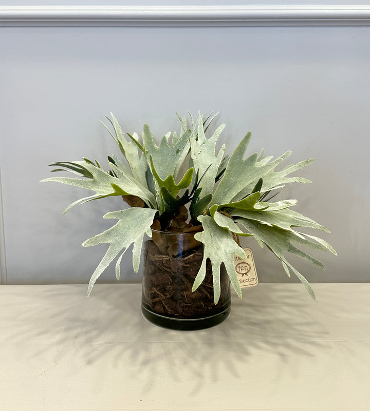 Piantina-platiceria-composta in vaso-trasparente-real touch-H30cm x D20cm