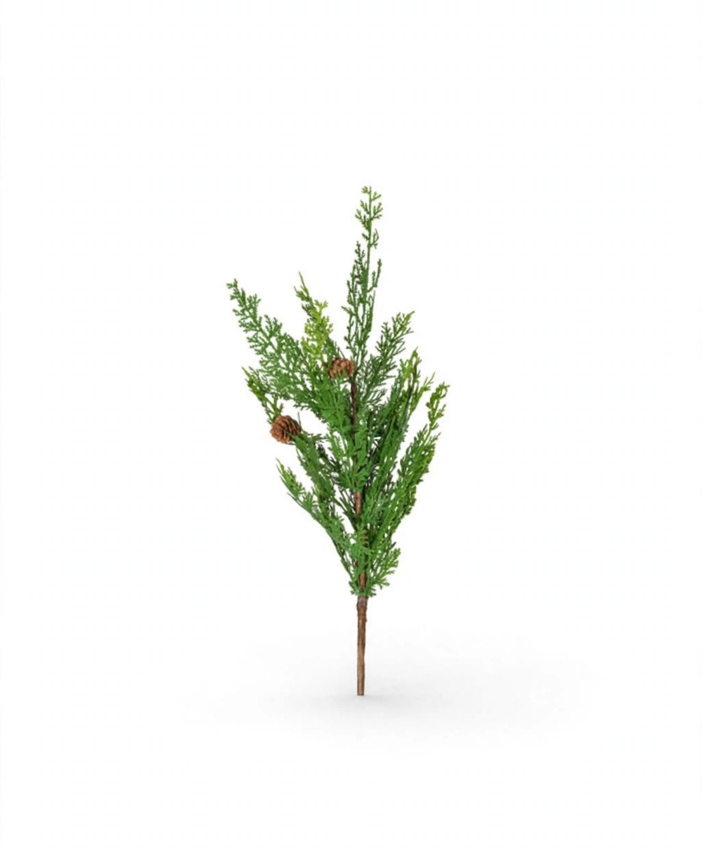 PICK-CIPRESSO-H80cm-CON PIGNE