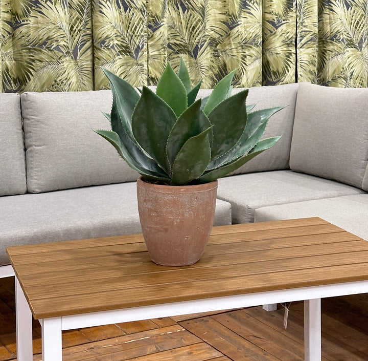 Agave con vaso in terracotta- 56Cm