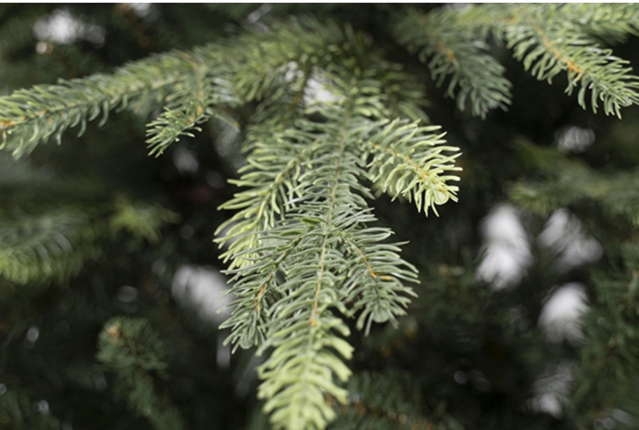 RE-WILD-ABETE-VERDE NATURAL CON PUNTE IN REALC TOUCH-PE+ PVC-APERTURA A OMBRELLO-DISPONIBILE IN 3 MISURE