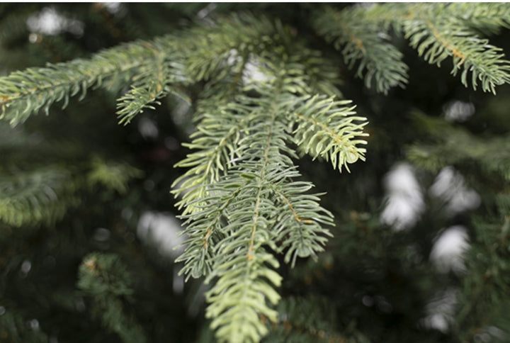 RE-WILD-ABETE-VERDE NATURAL CON PUNTE IN REALC TOUCH-PE+ PVC-APERTURA A OMBRELLO-DISPONIBILE IN 3 MISURE