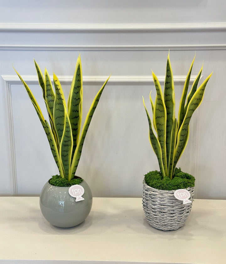 SANSIVIERA ARTFICIALE-H65cm- disponibile con due tipologie di vaso.