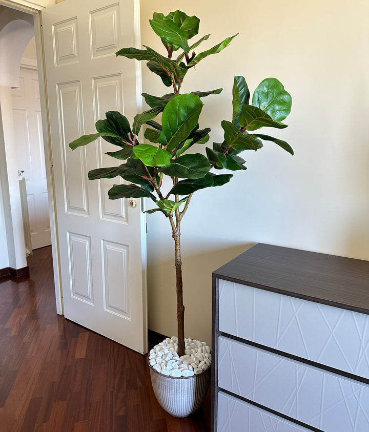 PIANTA-ARTIFICIALE-FICUS-LYRATA-H1.80 CON FOGLIA SUCCULENTA.