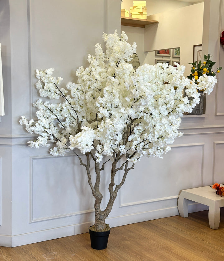 MANDORLO BIANCO-H200cm