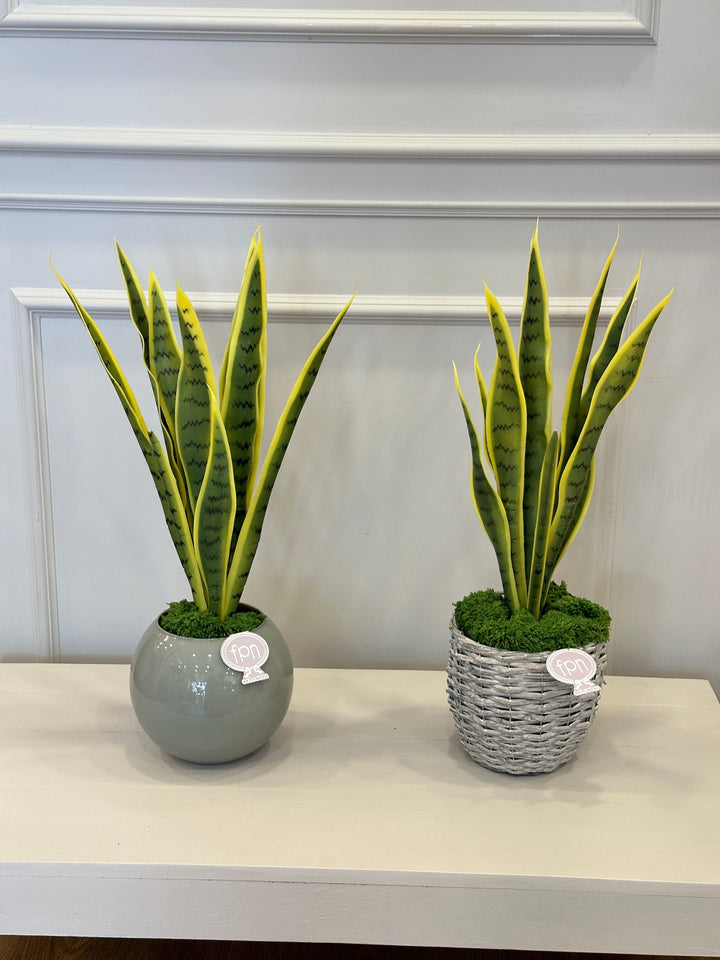 SANSIVIERA ARTFICIALE-H65cm- disponibile con due tipologie di vaso.
