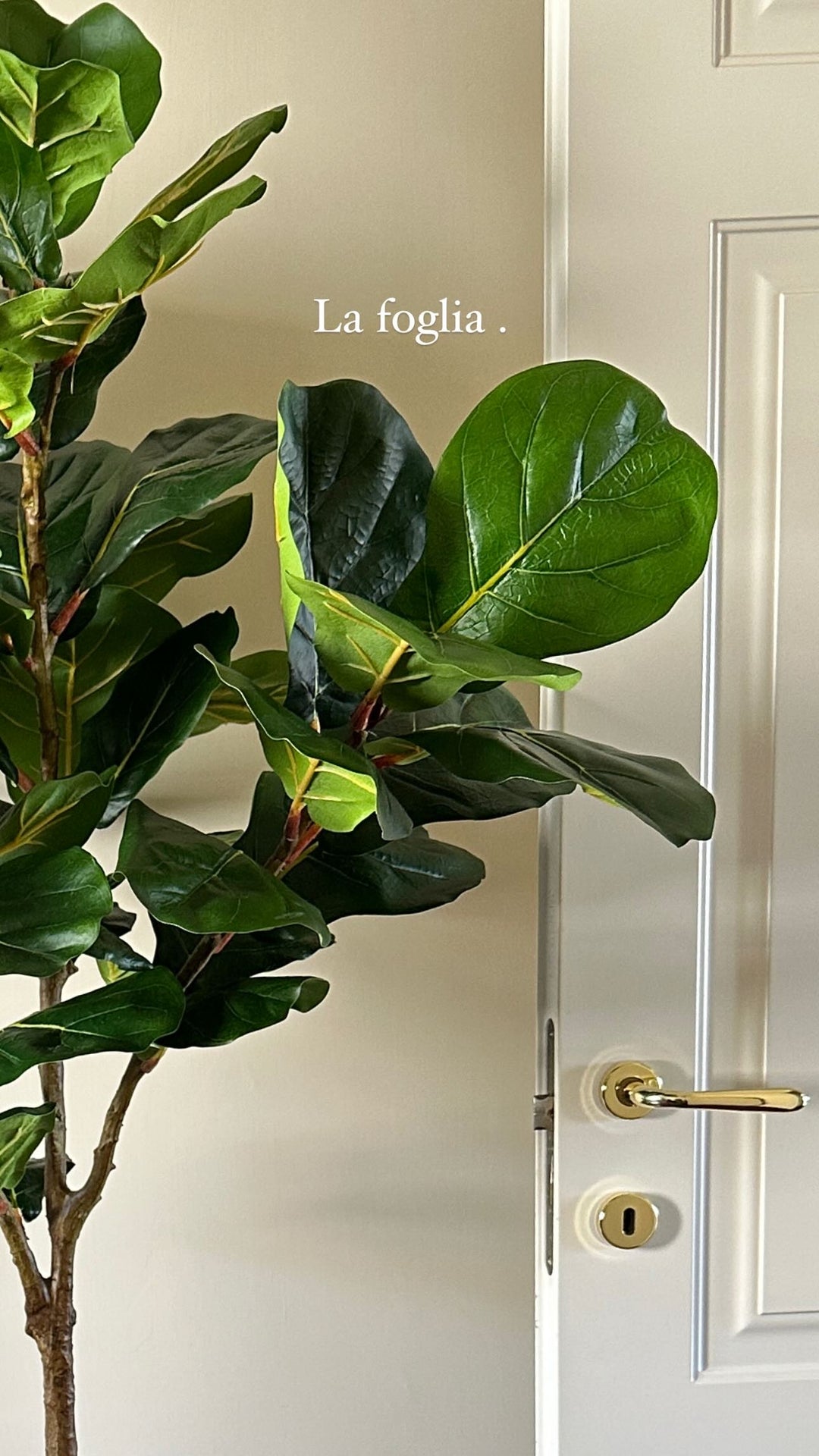 PIANTA-ARTIFICIALE-FICUS-LYRATA-H1.80 CON FOGLIA SUCCULENTA.