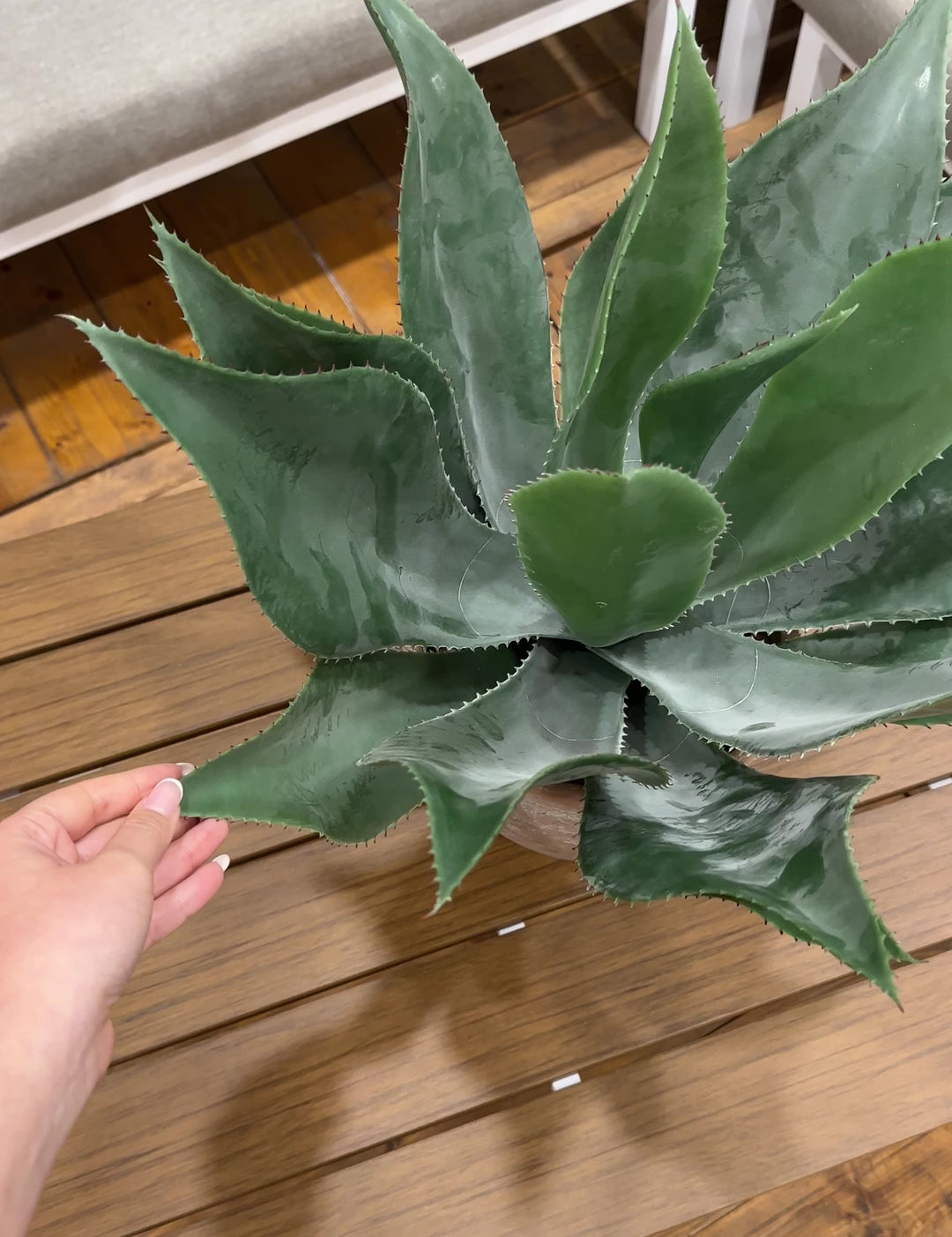 Agave con vaso in terracotta- 56Cm